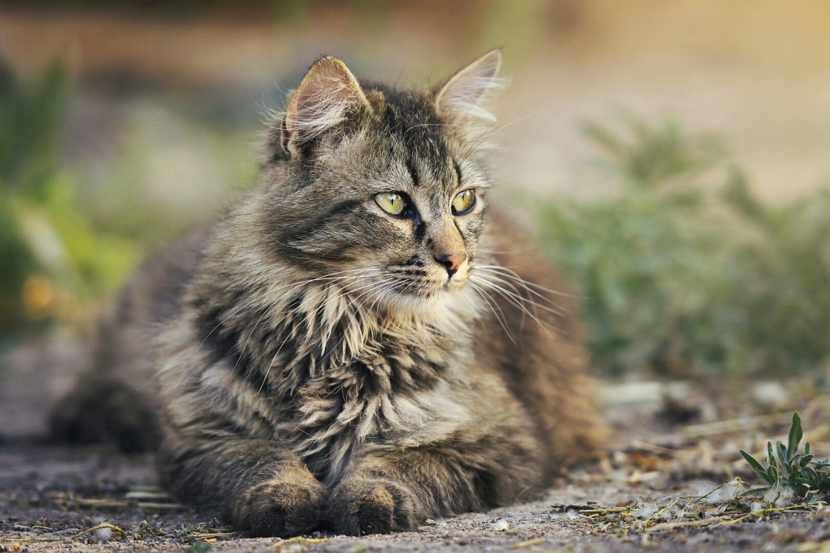 Katzen fühlen sich wohl bei Kleintierpraxis Martin Hejl